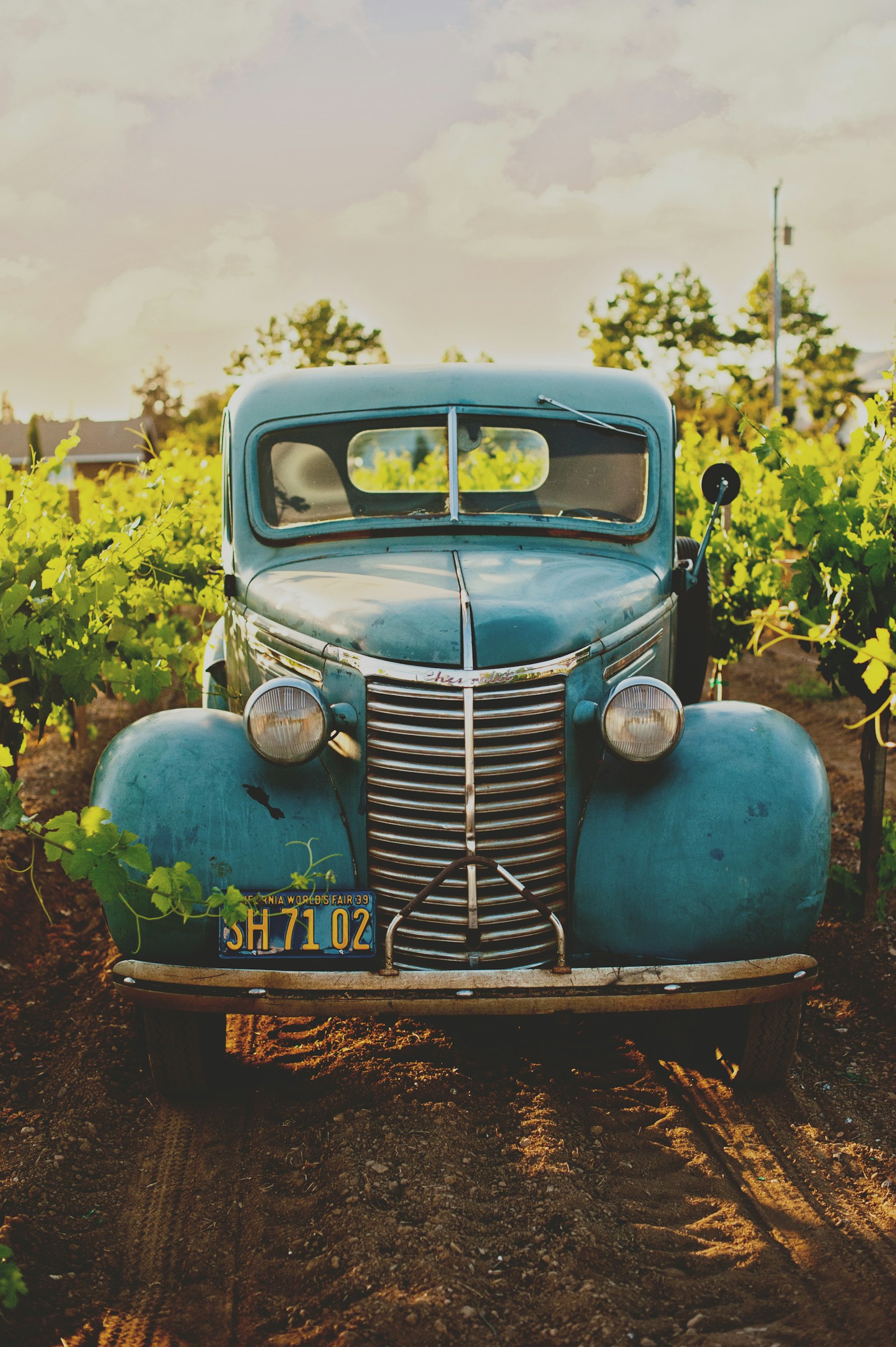 A blue classic car photographed between rows of vineyard